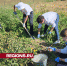 Урожай картофеля собрали ступинские школьники с экспериментального поля - Regions.Ru