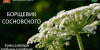 160506борщевик - ТВ-Комсет