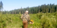 Посадить лес – полдела: в Хатунском лесничестве ухаживают за молодыми деревьями - Regions.Ru