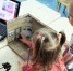 120804учат снимать мультфильмы - ТВ-Комсет